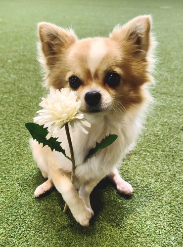 dogs4life Bild zu Hundeschule