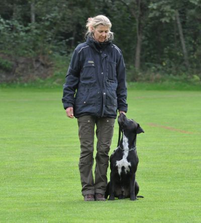 Dogs4life Bild Erziehungskurse