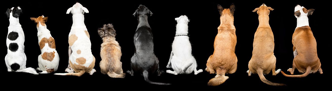 dogs4life Bild Philosophie