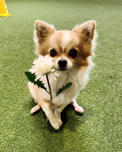 dogs4life Bild zu Hundeschule