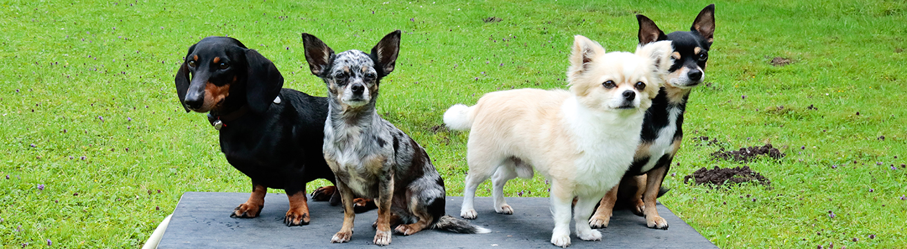 dogs4life Bild Header Erziehungskurse