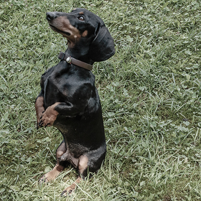 Dogs4life Bild Alltagsgruppe