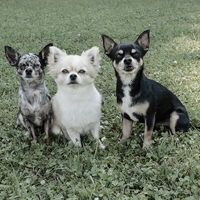 Dogs4life Bild Lernspaziergänge