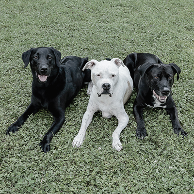 Dogs4life Bild Erziehungskurse