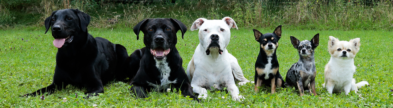 dogs4life Hundeschule Thun