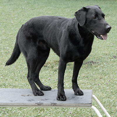 Dogs4life Bild fürs Video