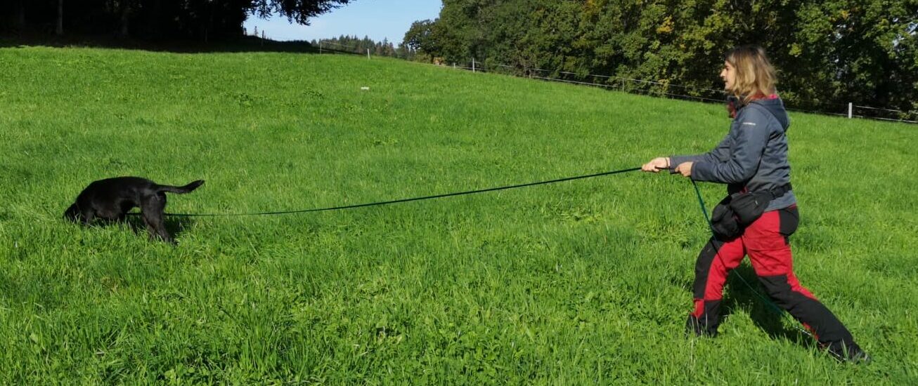 dogs4life Bild Header Unterordnungskurse