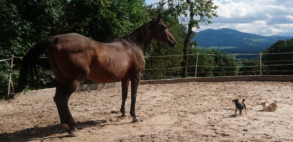 dogs4life Bild Header Erziehungskurse