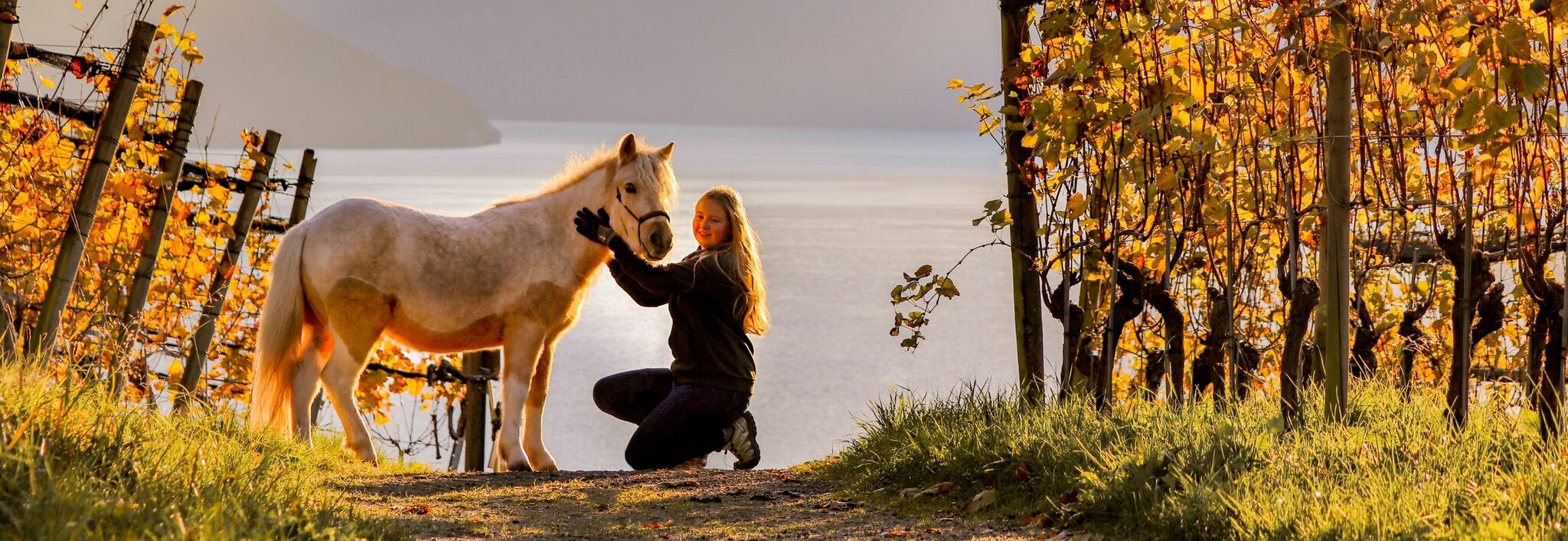 dogs4life Bild Header Erziehungskurse