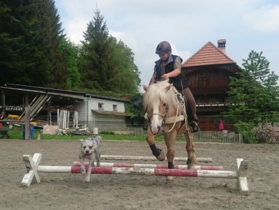 Dogs 4 life Bild zu Erziehungskurse