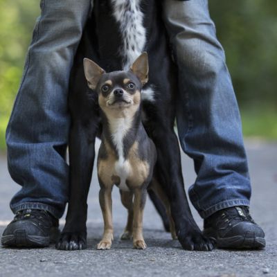 Dogs4life Bild News und Events