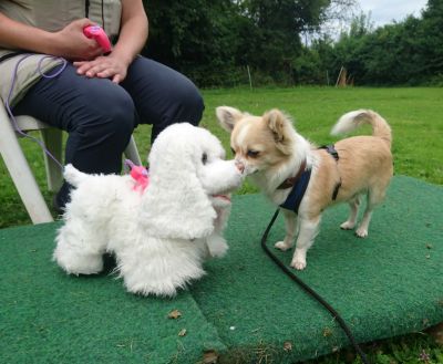 Dogs 4 life Bild zu Plauschgruppen