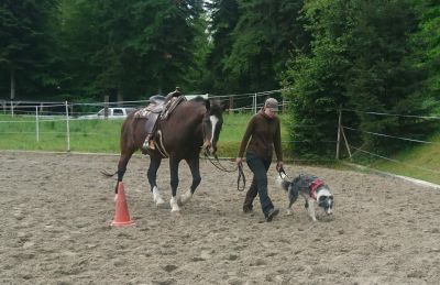 Dogs 4 life Bild zu Erziehungskurse