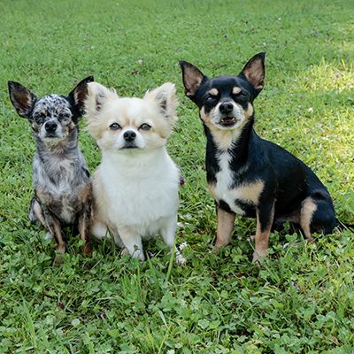 Dogs 4 life Bild zu Erziehungskurse