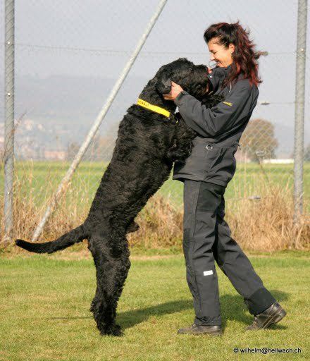 Dogs 4 life Bild zu Erziehungskurse