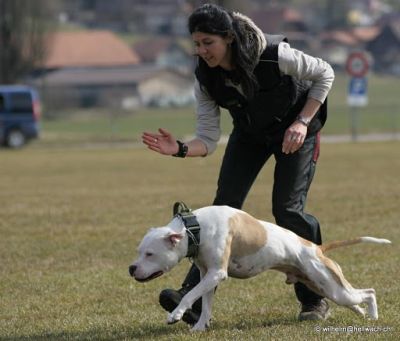 Dogs4life Bild Unterordnungskurse