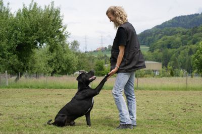 Dogs 4 life Bild zu Plauschgruppen