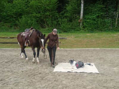 Dogs 4 life Bild zu Erziehungskurse