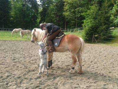 Dogs 4 life Bild zu Erziehungskurse