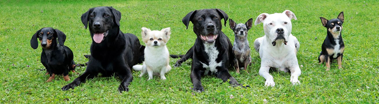 dogs4life Bild Header Erziehungskurse